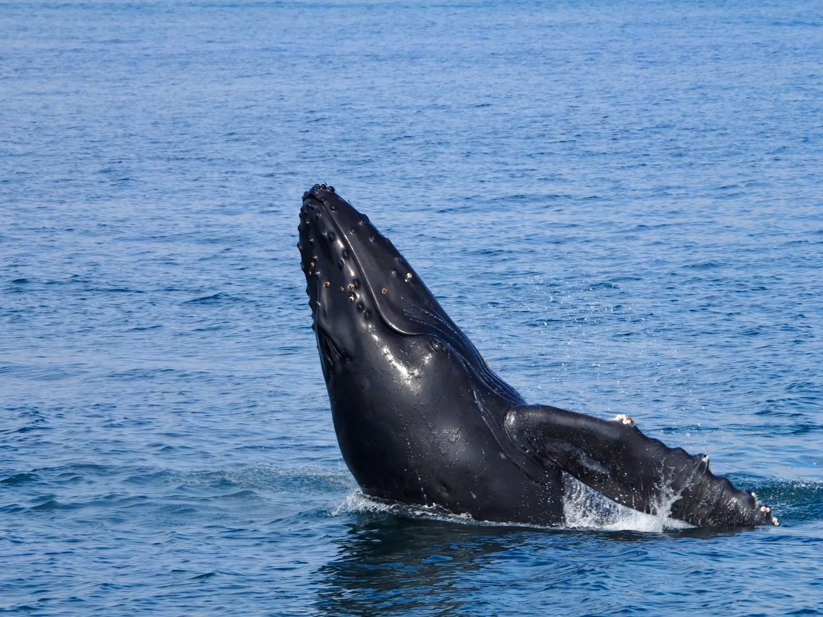 Baleine à bosse sortant la tête de l'eau, nageoire pectorale visible