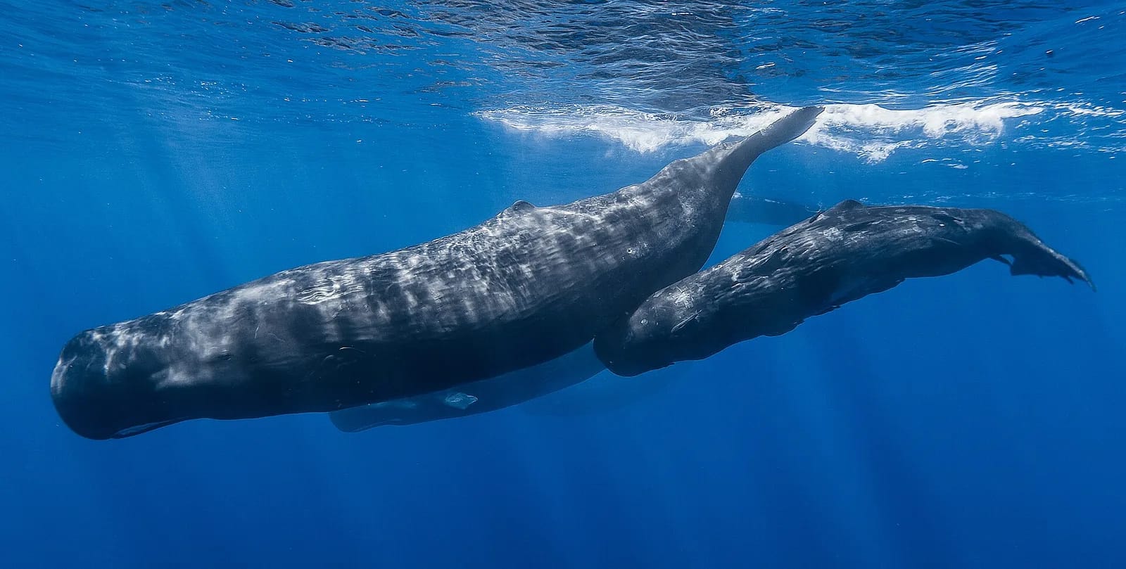 Un cachalot et son petit nageant en eau bleue
