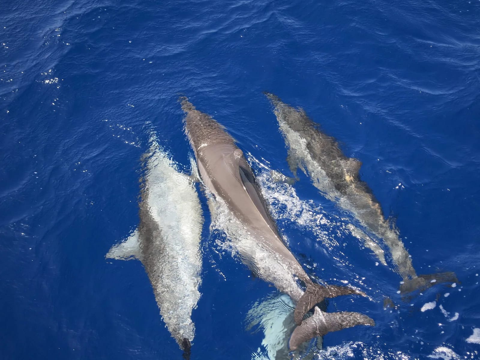 Dauphins à long bec nageant à l'étrave d'un bateau