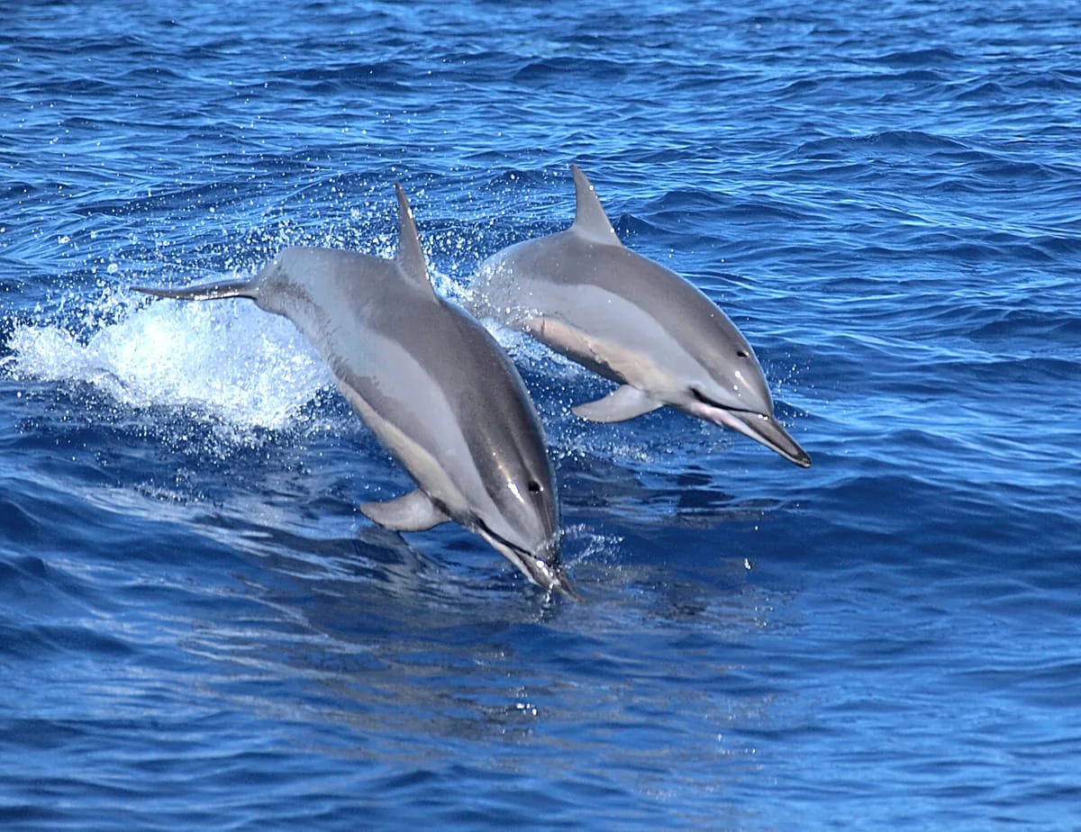 Deux dauphins à long bec bondissant hors de l'eau