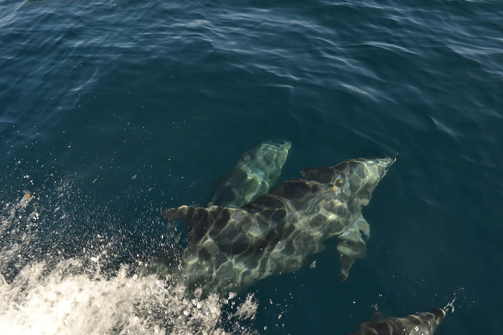 Grands dauphins nageant devant l'étrave d'un petit bateau