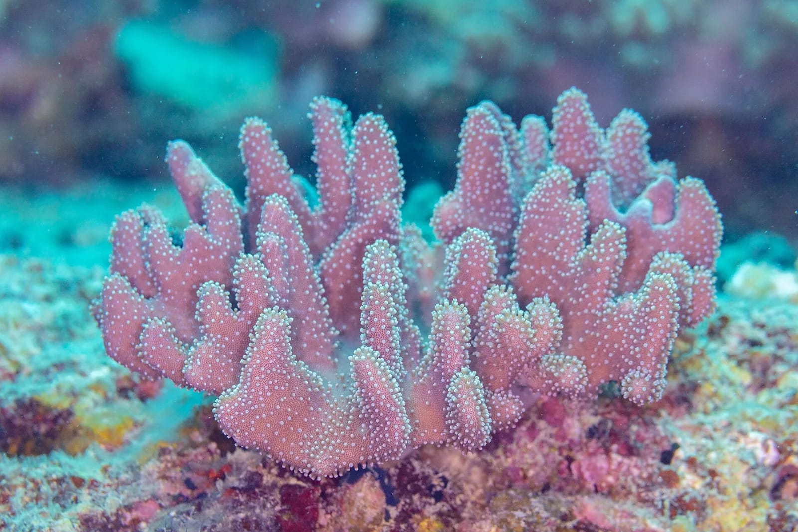 Corail Pocillopora rose sur un récif de l'île Maurice