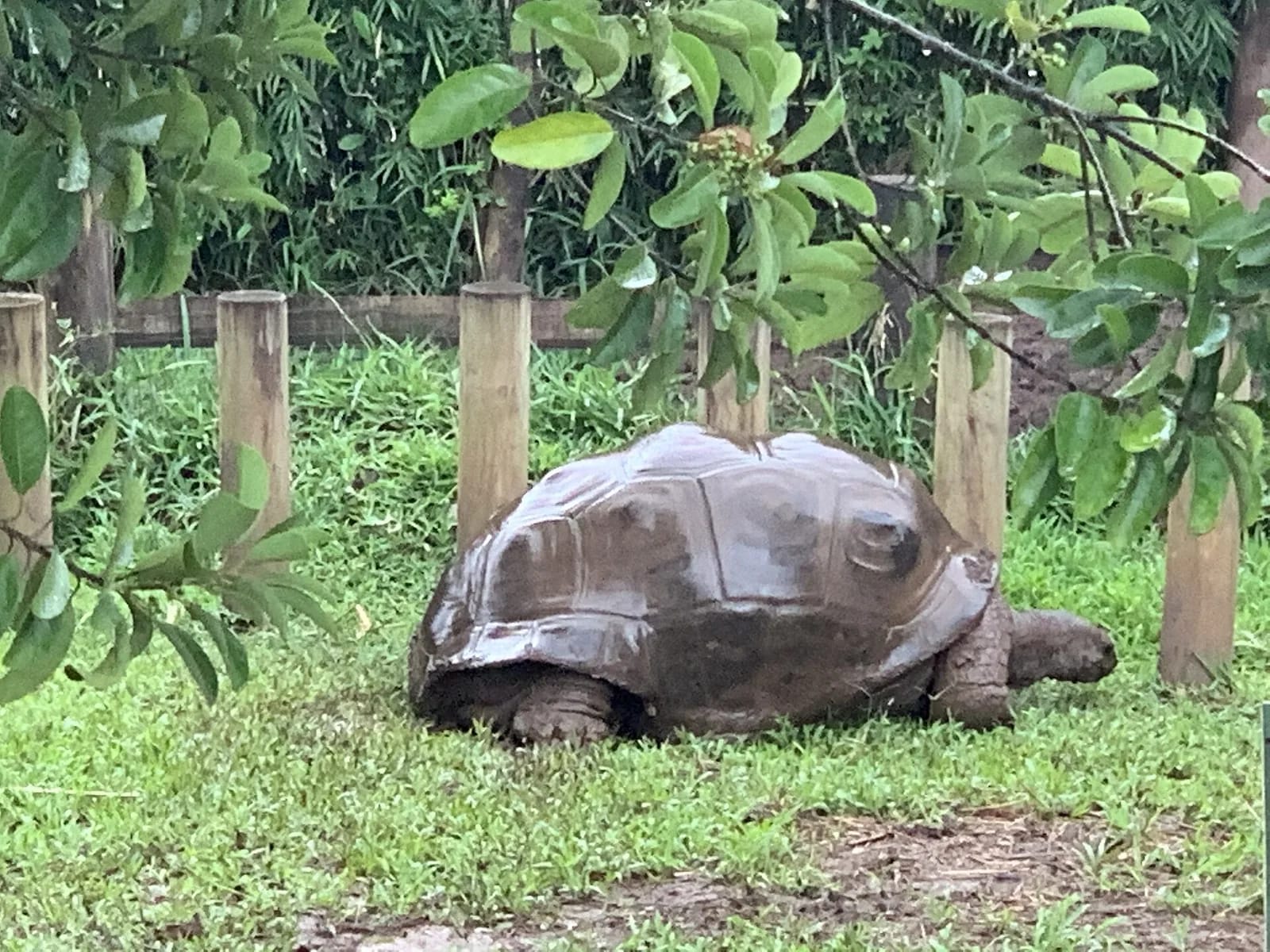 Tortue géante d'Aldabra dans l'enclos de la Terre des Sept Couleurs à Chamarel