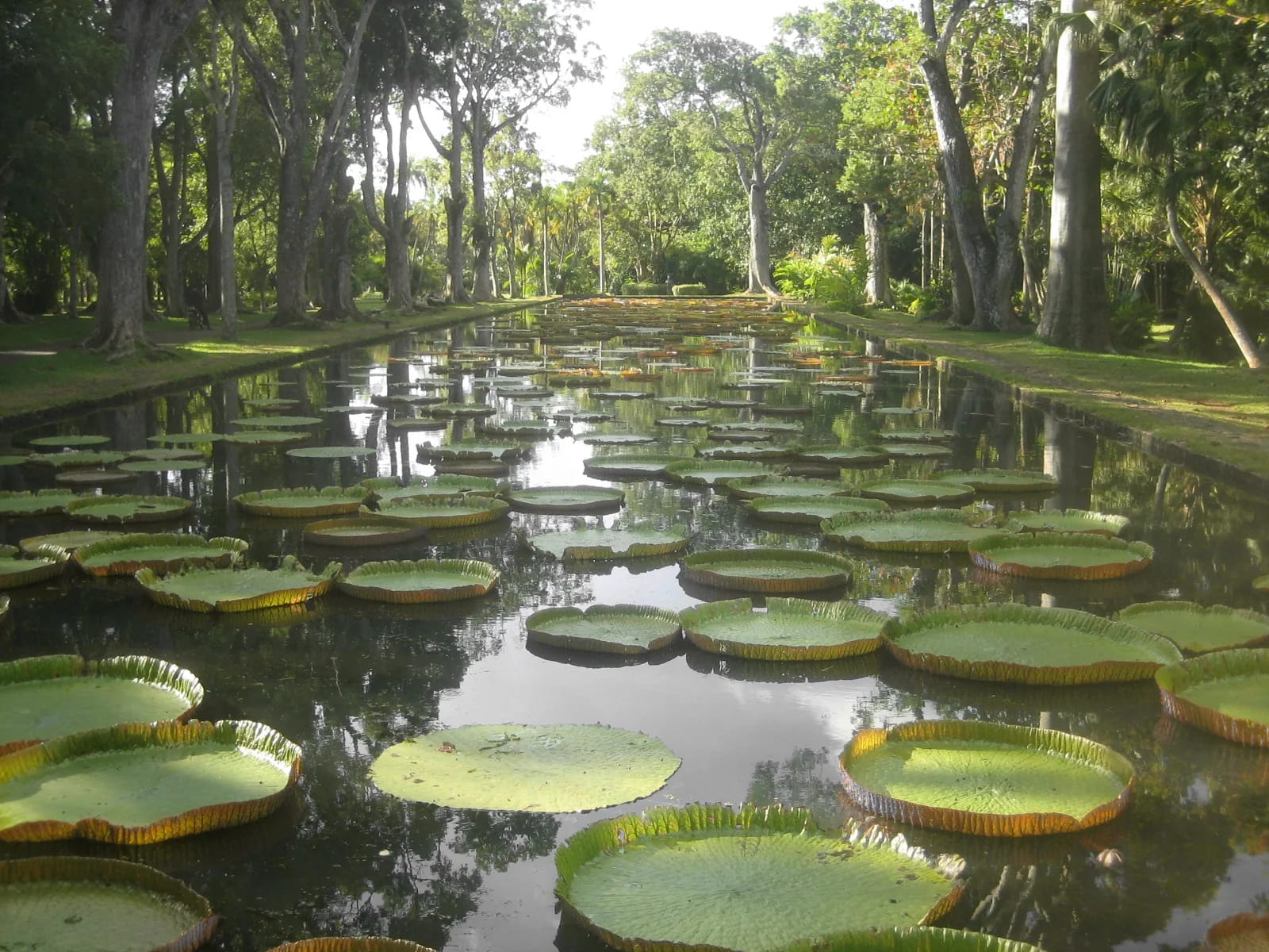 Bassin de nénuphars géants Victoria au jardin botanique de Pamplemousses, île Maurice