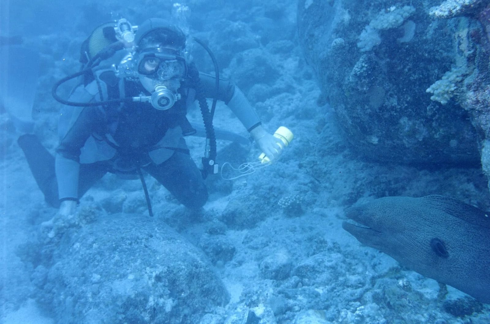 Plongeur avec bouteille face à une murène géante sur un récif de corail à l'île Maurice