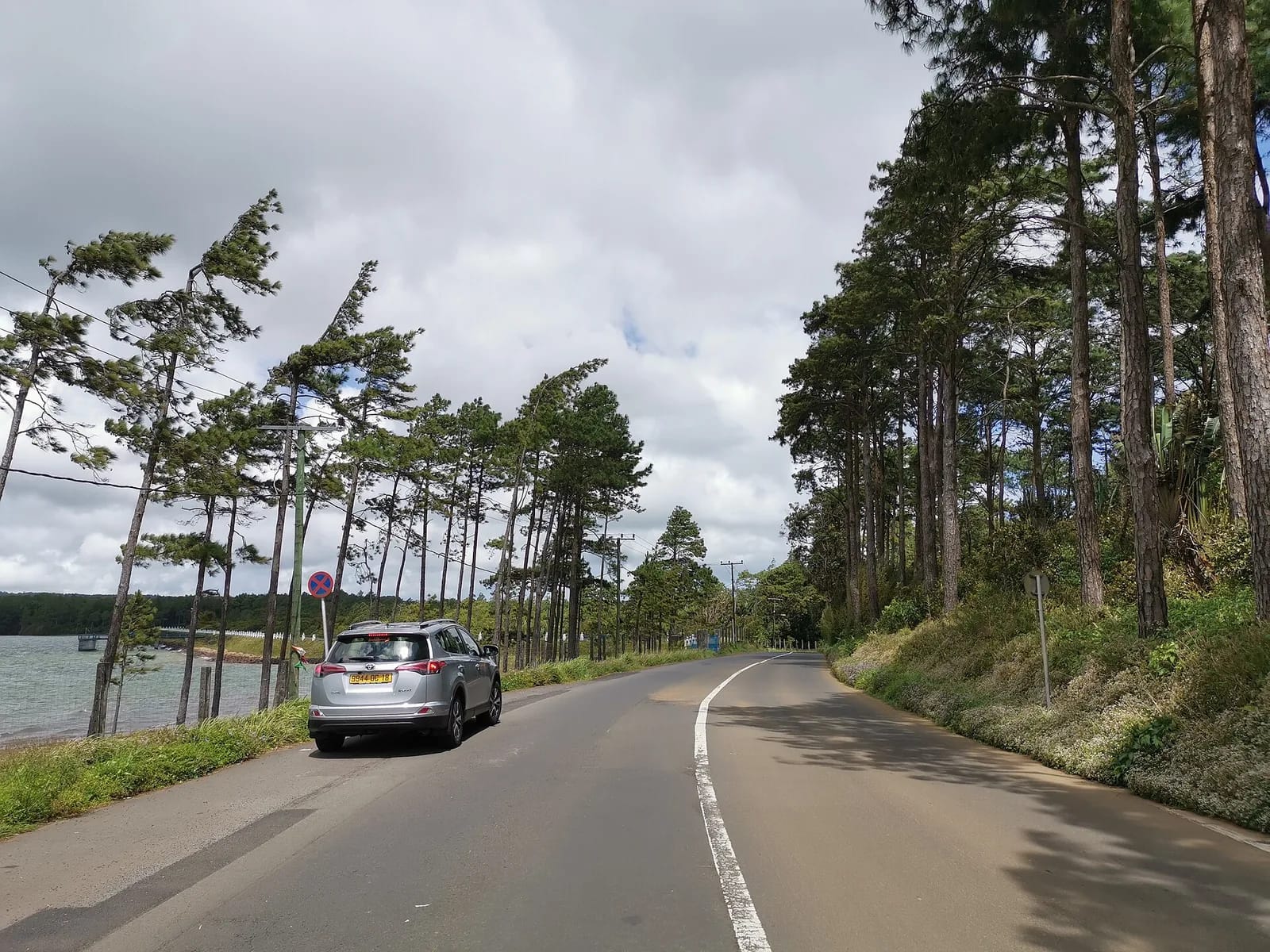 SUV à plaque mauricienne roulant à gauche sur une route bordée de pins, près de Mare aux Vacoas