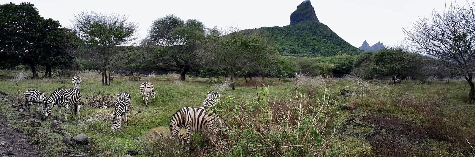 Zèbres qui paissent dans la savane de Casela Nature Parks à Cascavelle, avec une montagne en arrière-plan, île Maurice