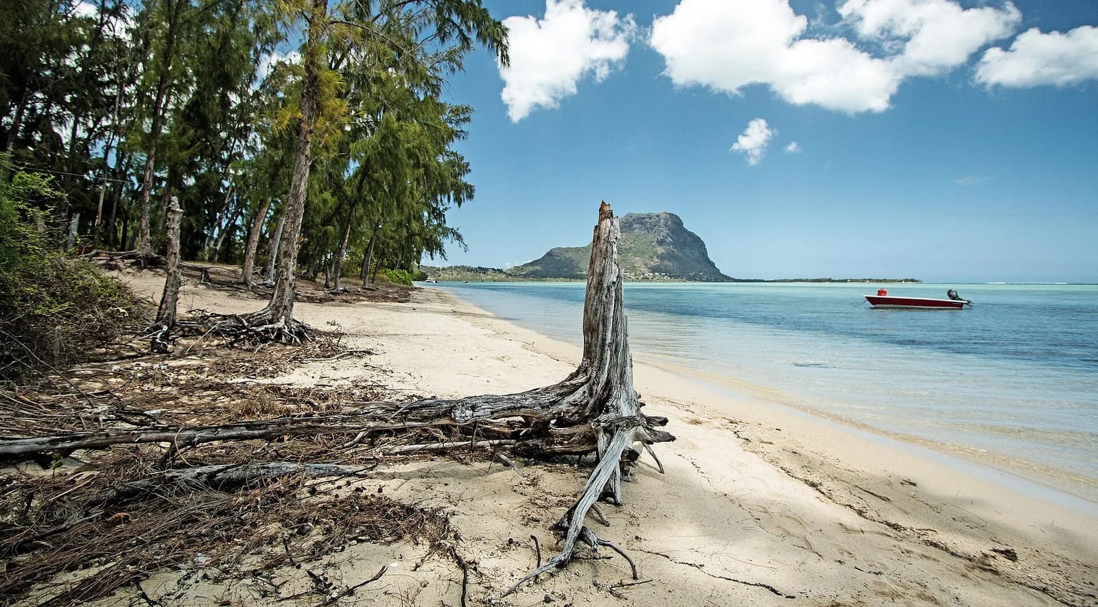 Plage de l'île aux Bénitiers bordée de filaos, avec le Morne Brabant au loin sur le lagon