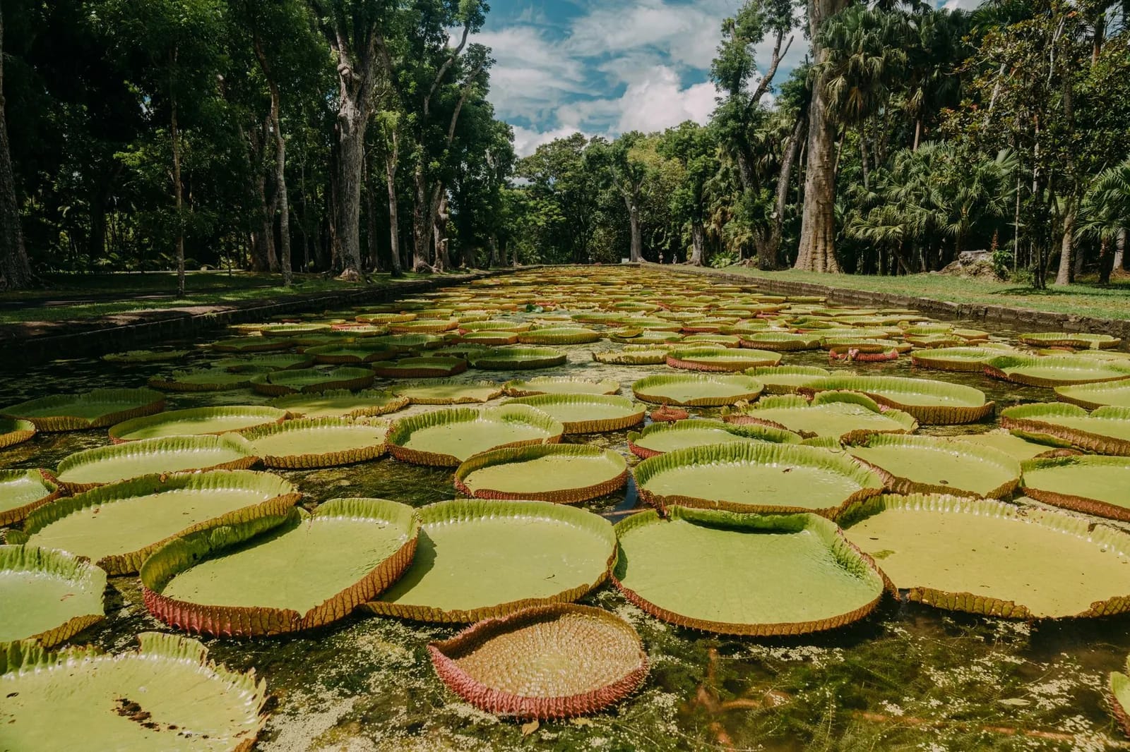 Bassin de nénuphars géants Victoria amazonica au jardin botanique de Pamplemousses