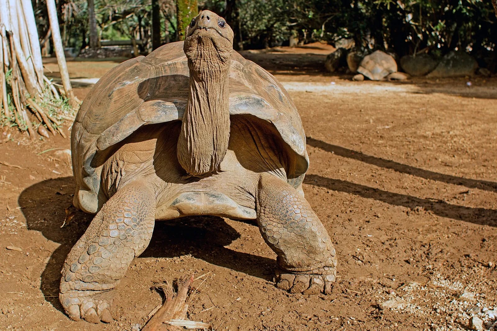 Tortue géante d'Aldabra au parc La Vanille, Rivière des Anguilles, sud de l'île Maurice