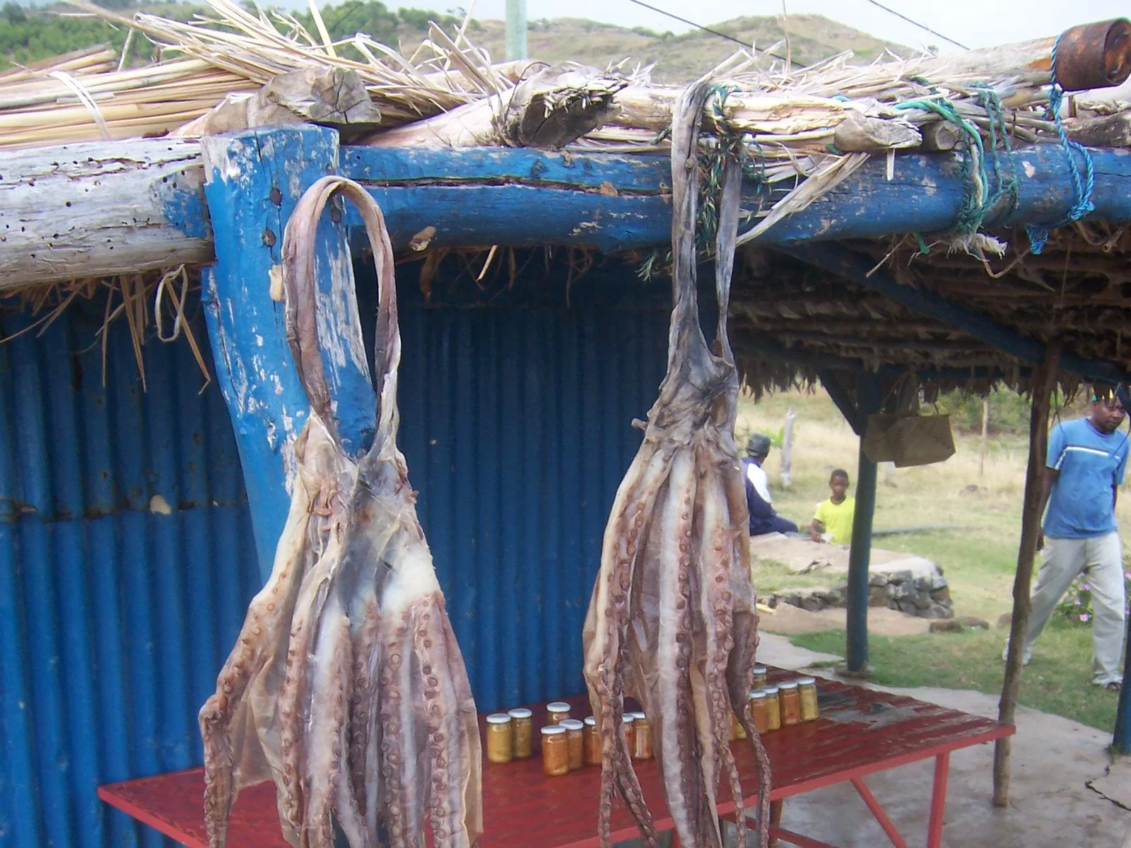 Poulpes (ourites) suspendus à sécher sous un abri, Rodrigues