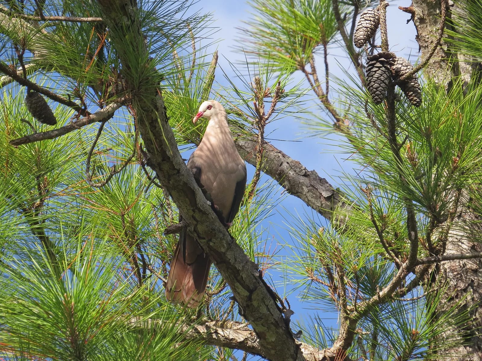 Pigeon des mares (Nesoenas mayeri) perché dans un pin au Pétrin, Maurice