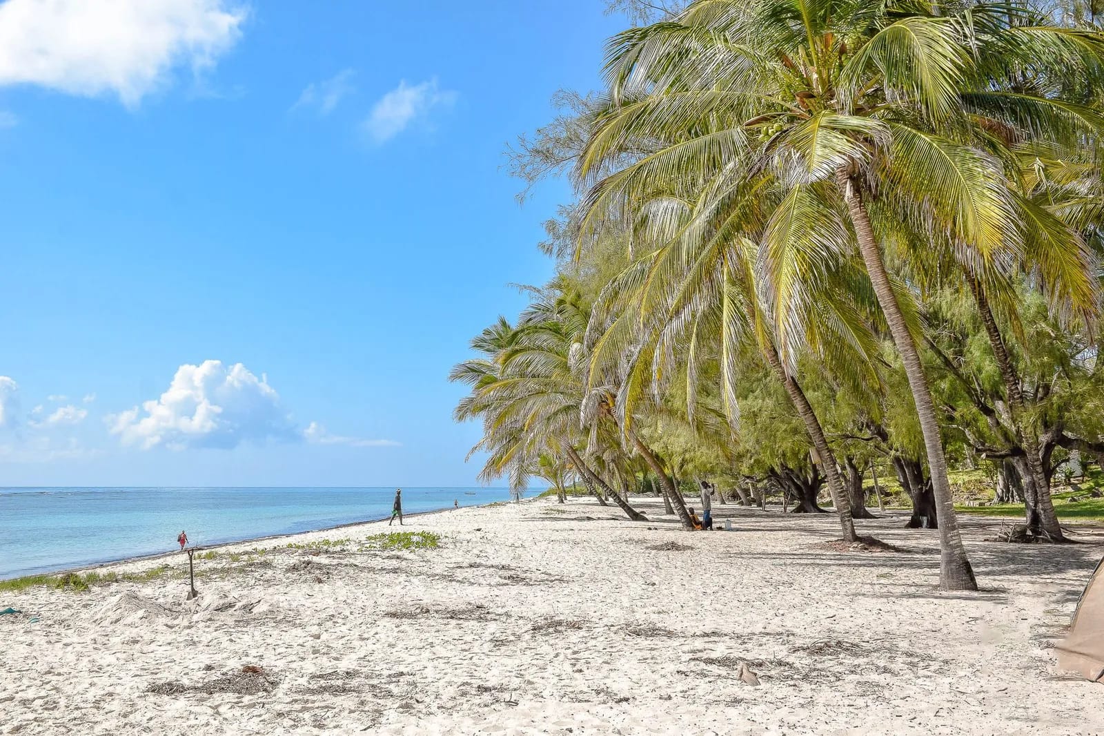 Plage de sable blanc ombragée de cocotiers inclinés, île Maurice