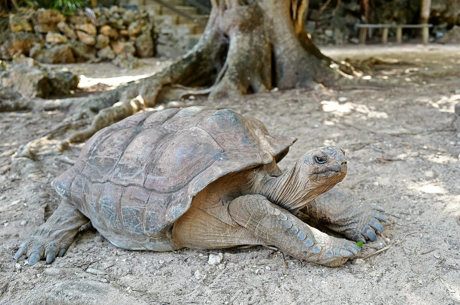 Tortue géante d'Aldabra à l'ombre d'un arbre, réserve François Leguat, Rodrigues