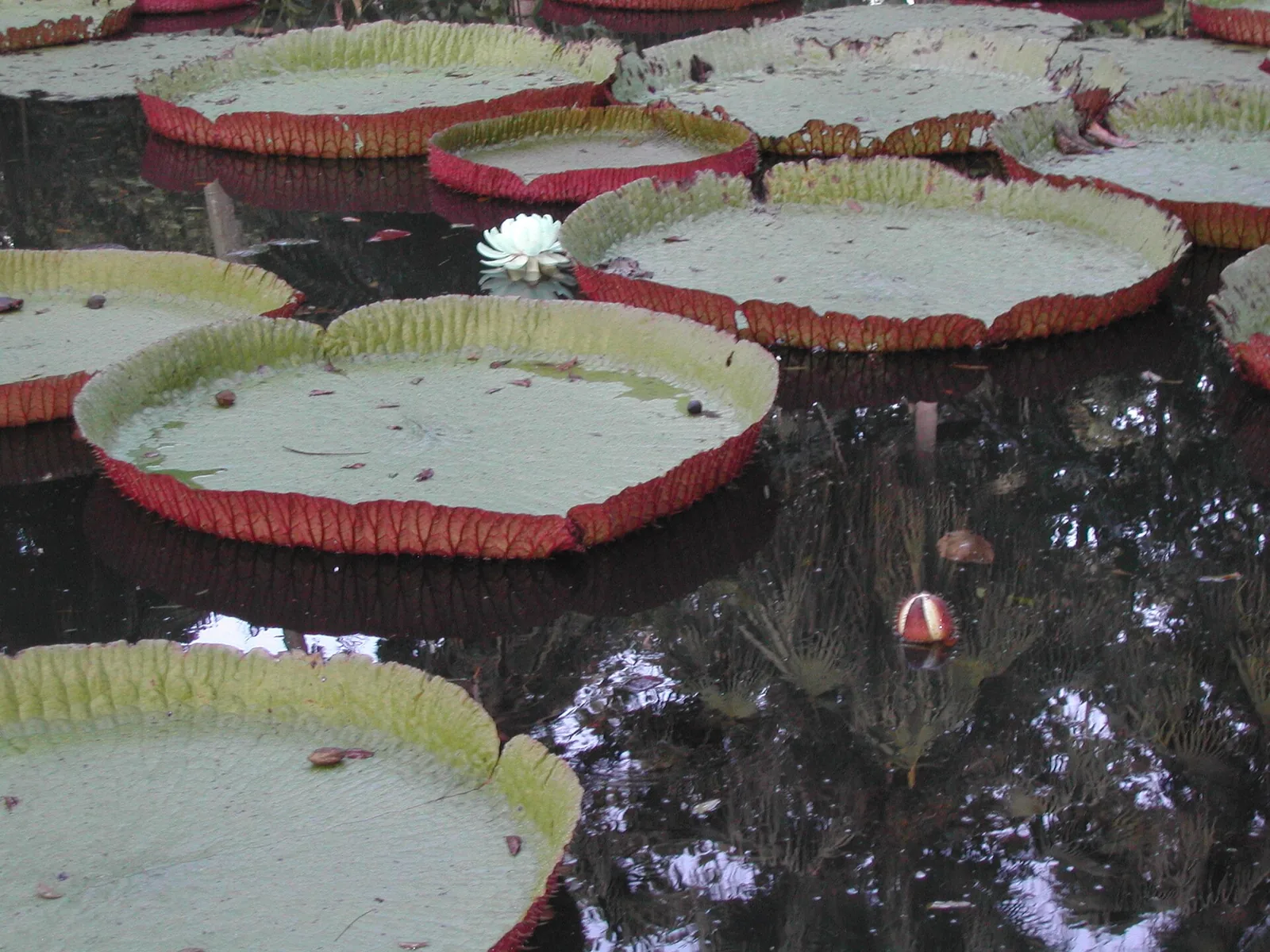 Nénuphars géants aux bords rouges dans le bassin du jardin de Pamplemousses, à Maurice