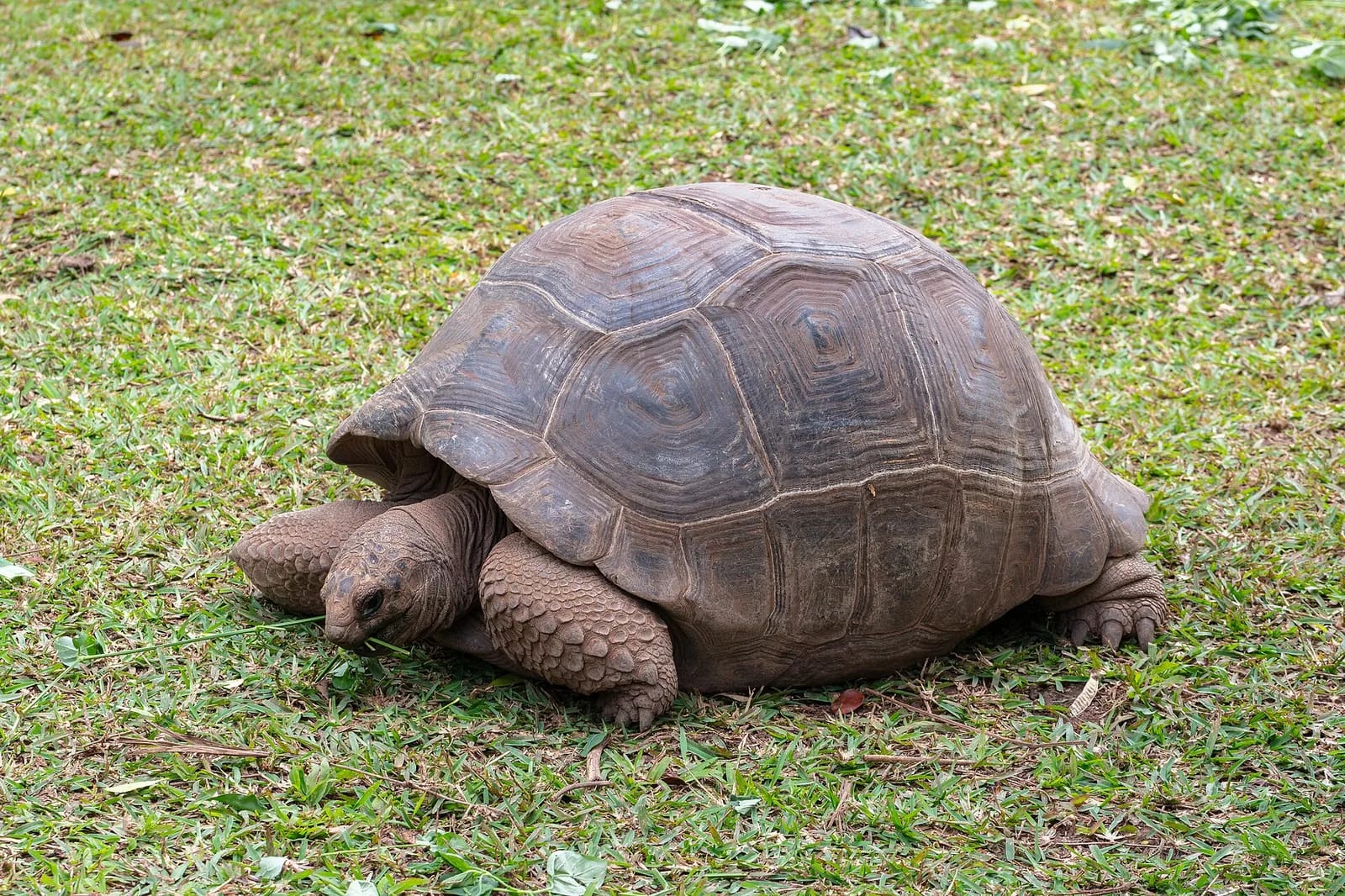Tortue géante d'Aldabra dans l'herbe à Chamarel, à Maurice