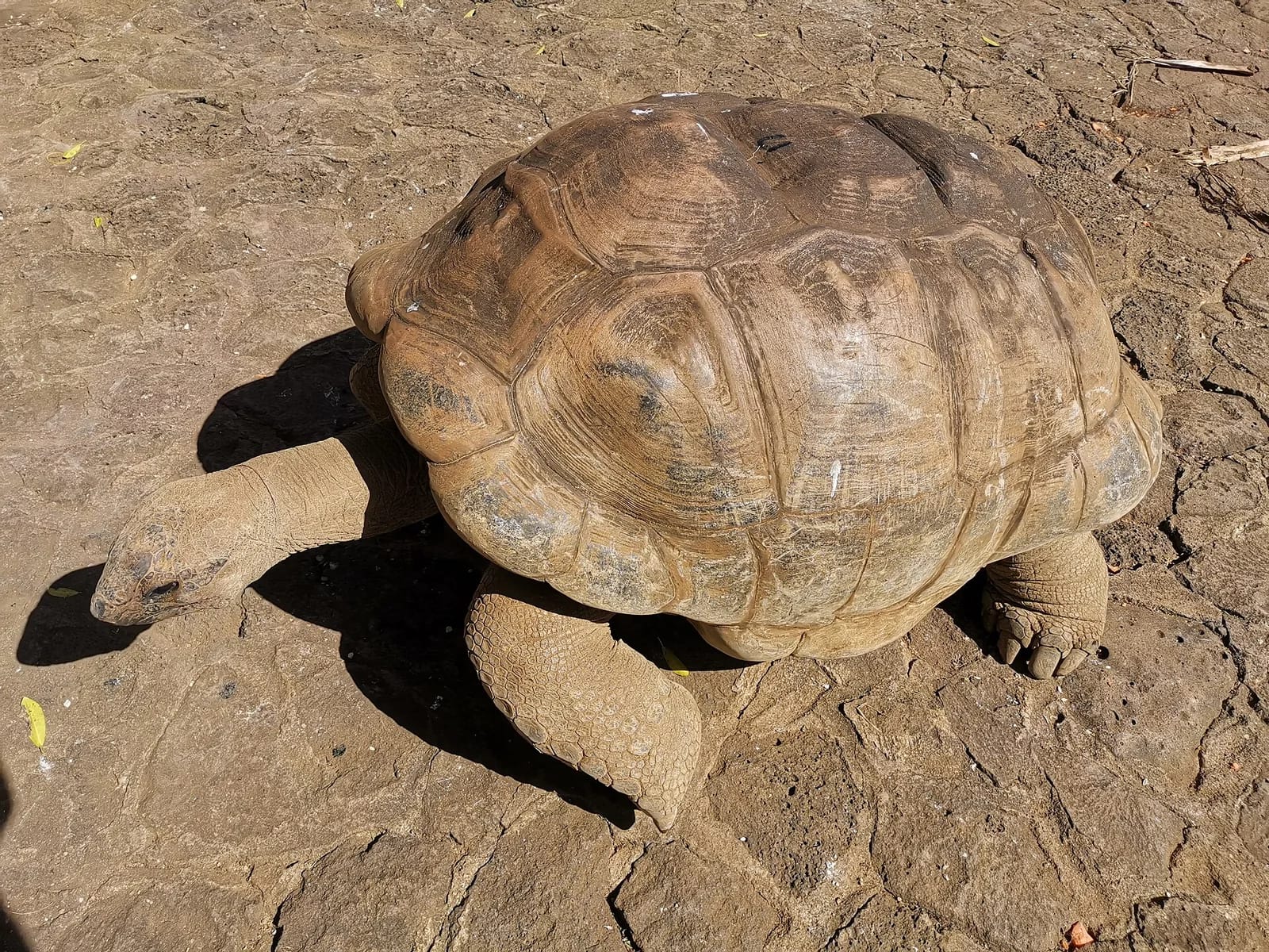 Tortue géante au parc La Vanille Nature Park, dans le sud de Maurice